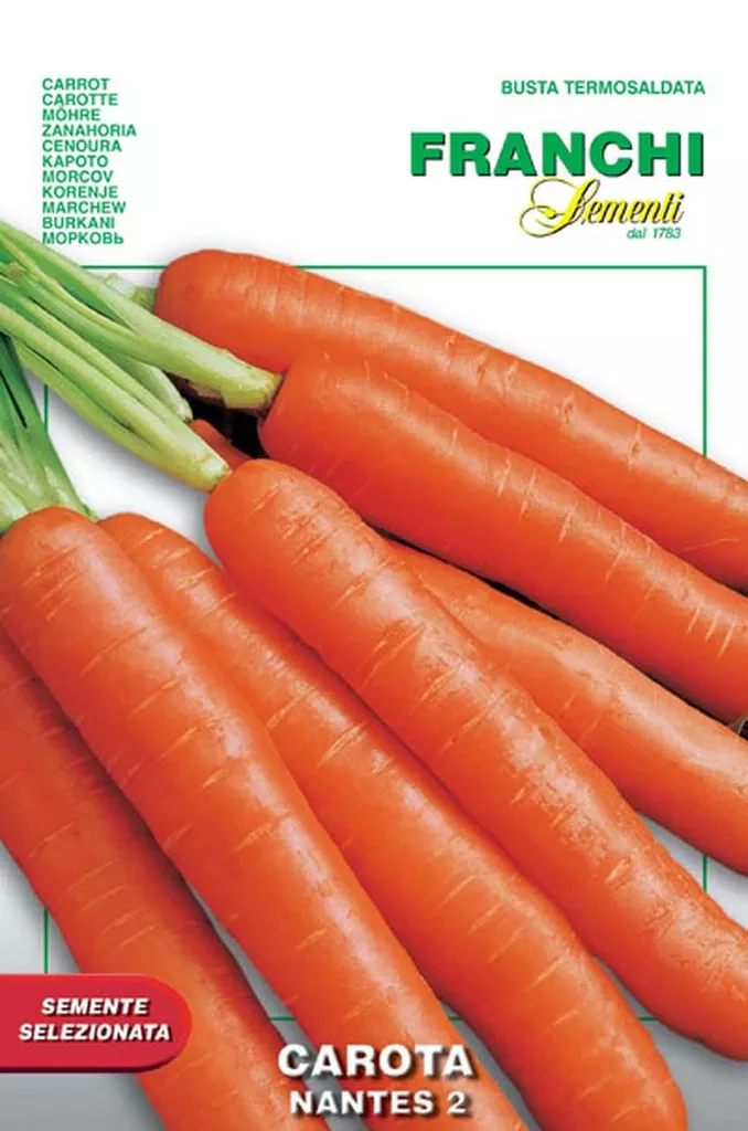 Carota Nantes 2
