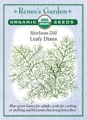 Dill Leafy Diana Herb Plant - Fresh Culinary Flavor